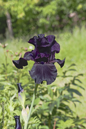 Tall Bearded Iris "Black Suited", one of the black irises, in garden. Hybridized by Innerst. 