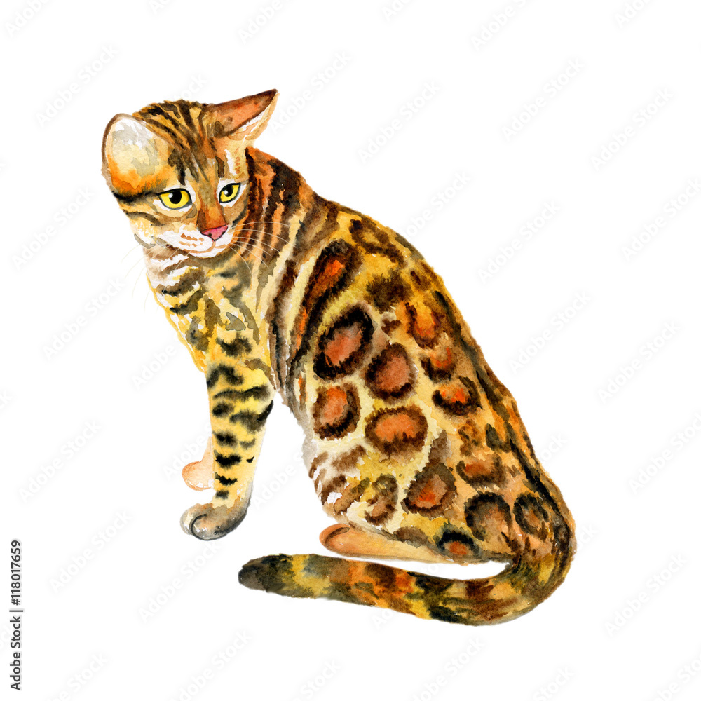 Watercolor close up portrait of popular Bengal cat breed isolated on ...