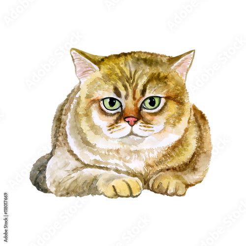 Watercolor close up portrait of popular British shorthair cat breed isolated on white background. Rare golden chinchilla colouration. Hand drawn home pet. Greeting birthday card design. Clip art