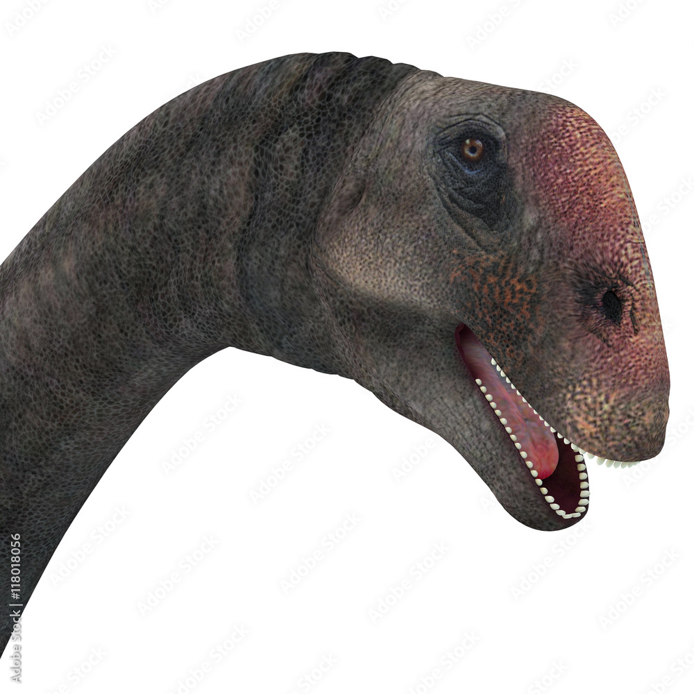 Brontomerus Dinosaur Head - Brontomerus was a herbivorous sauropod ...