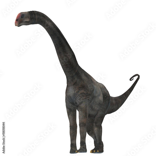 Brontomerus Dinosaur on White - Brontomerus was a herbivorous sauropod dinosaur that lived in the Cretaceous Period of Utah, USA. © Catmando