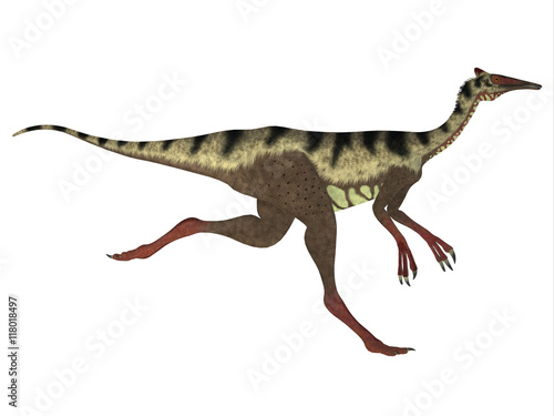 Pelecanimimus Side Profile - Pelecanimimus was a carnivorous theropod dinosaur that lived in the Cretaceous Period of Spain. © Catmando