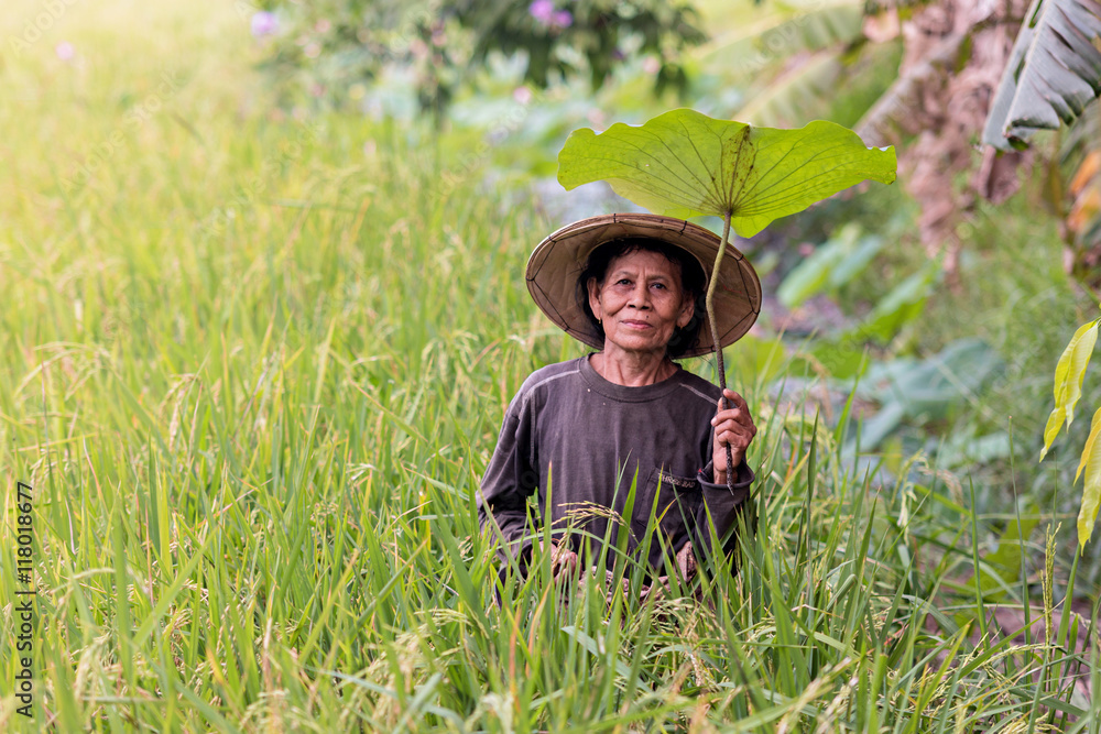 Farmers are harvesting in field.