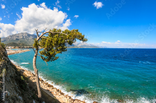 Fototapeta Naklejka Na Ścianę i Meble -  Tree on Antalya bay coast from Kemer, Turkey