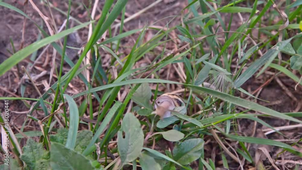 Snail crawling on a leaf of grass. Fast shooting. Snail crawling on a leaf of grass. Fast shooting.