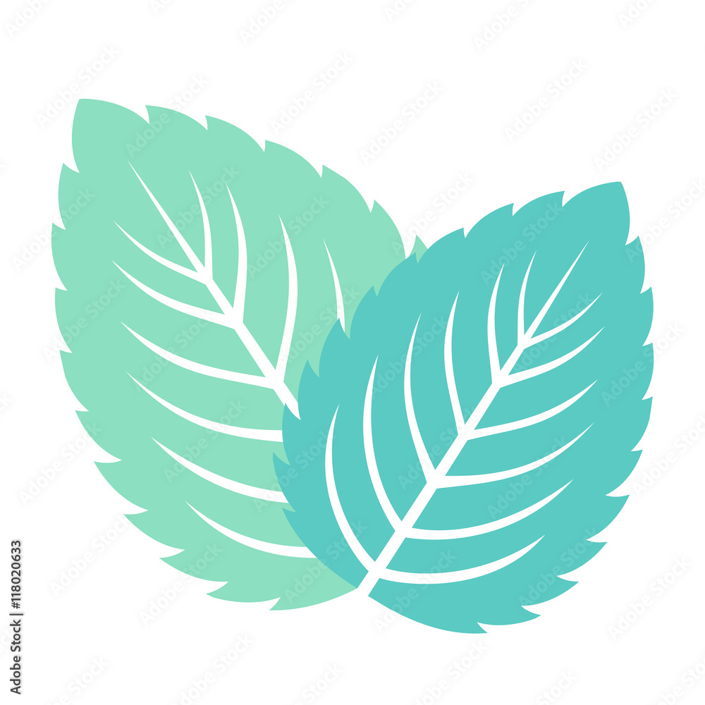 Fototapeta premium Mint leaves isolated on white background