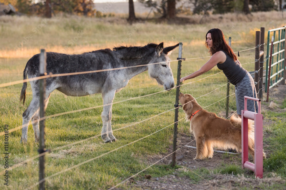 woman and dog meeting a donkey at a farm Stock Photo | Adobe Stock