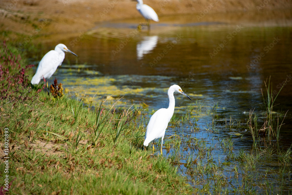 Egrets at Pismo Beach Egrets at Pismo Beach