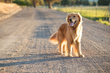 Acrylglasbilder Hund Golden Retriever auf ländlichem Feldweg  © Mat Hayward
