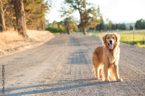 Golden retriever dog walking on a country dirt road