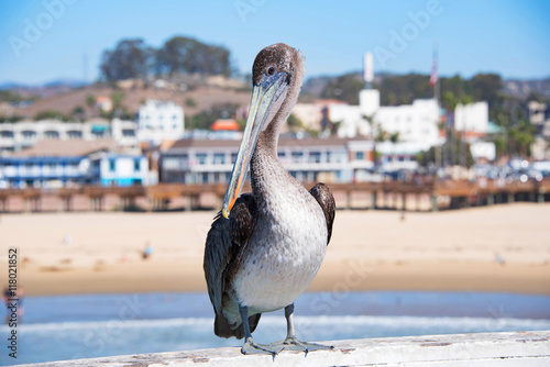 Curious Pelican at Pismo beach Pier photo