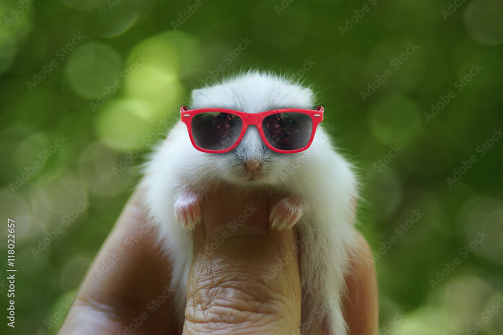 Hamster with sunglasses Stock Photo | Adobe Stock
