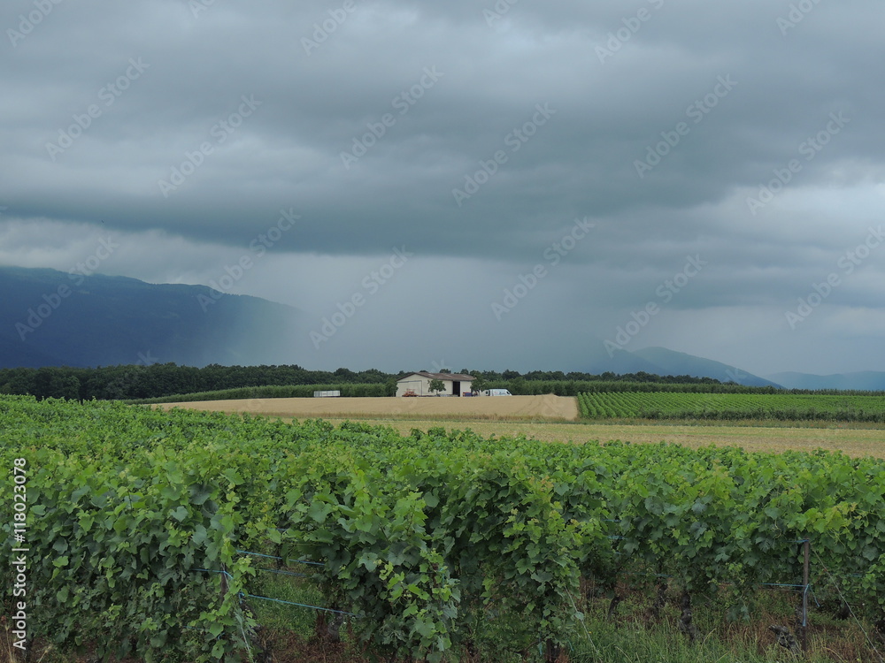 Rain is geting closer to the vineyards