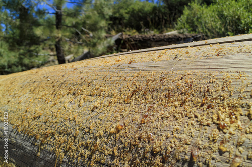 Special yellow crystal on a tree photo