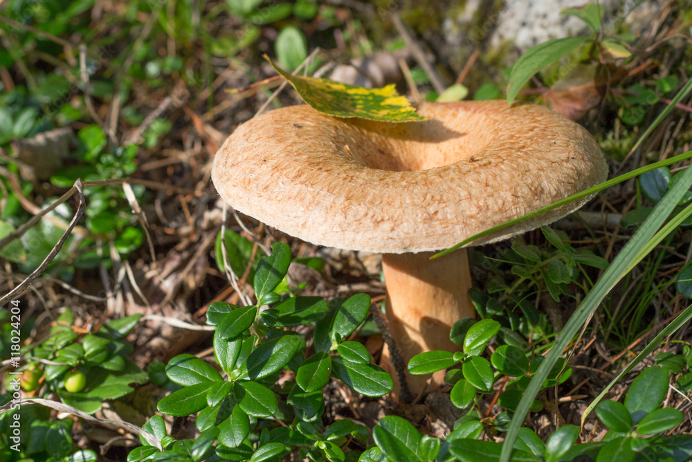 russula, mushroom with a yellow hat in the grass russula, mushroom with a yellow hat in the grass
