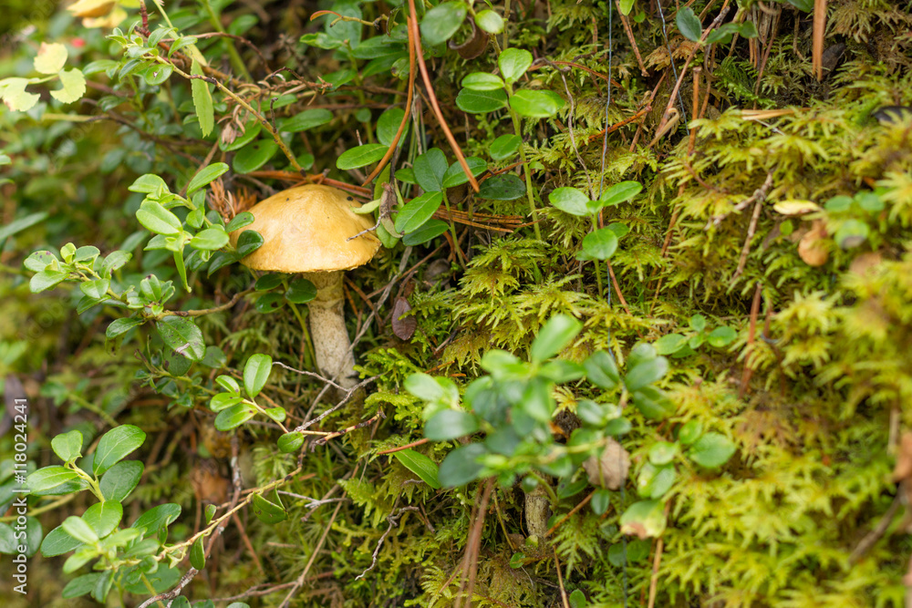 russula, mushroom with a yellow hat in the grass russula, mushroom with a yellow hat in the grass