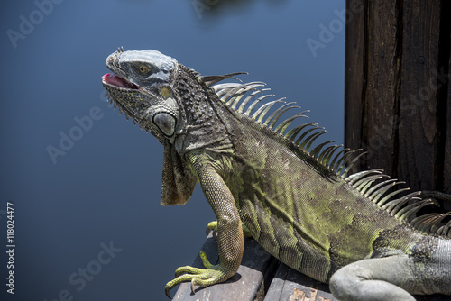 Iguana esperando en el canal © davidaguerophoto