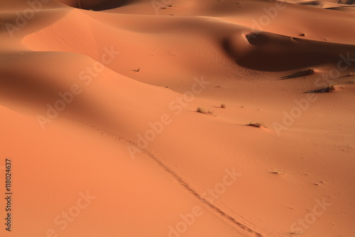 Dunes of Erg Chebbi, Morocco