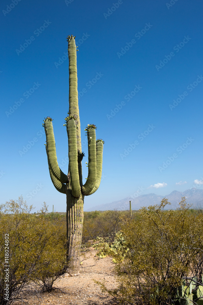 Saguaro Cactus Tucson Arizona