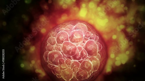 Microscopic visualization of a blastocyst. photo