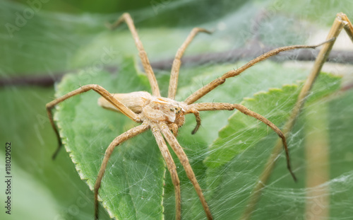 Nursery web spider, Pisaura mirabilis on net