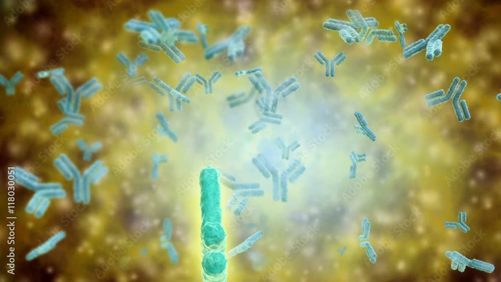 Microscopic visualization of human antibodies. Human antibodies are the