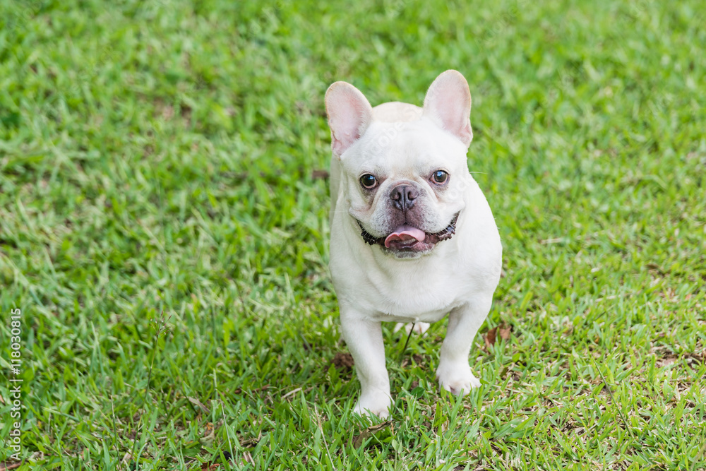 french bulldog laying on the grass fields in the park