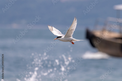 Bird in flight - Roseate Tern