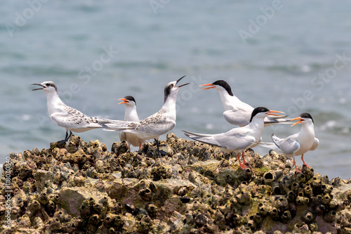Roseate Tern Adult and Juvenile perching on stone
