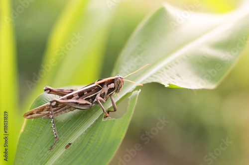 Grasshopper eating corn