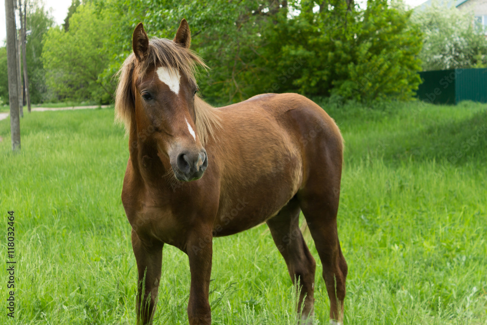 person standing horse closeup