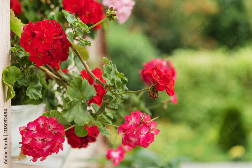 geranium flowers