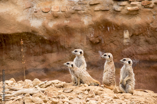 family of meerkat or suricate photo