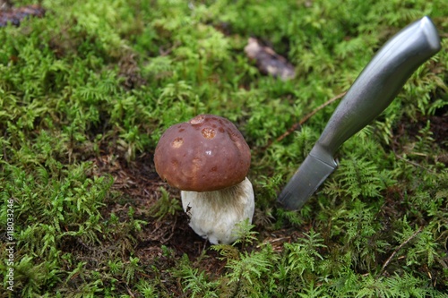 Obraz na płótnie Mushrooms searching in forest
