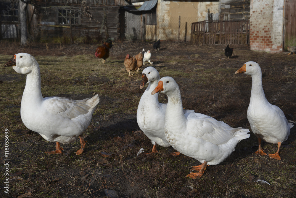 Spring in the yard there are four white geese. Spring in the yard there are four white geese.