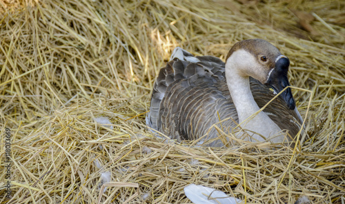 A lovely goose in captivity