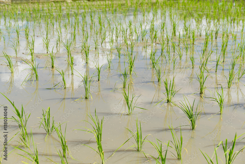 Obraz premium Planting Paddy rice