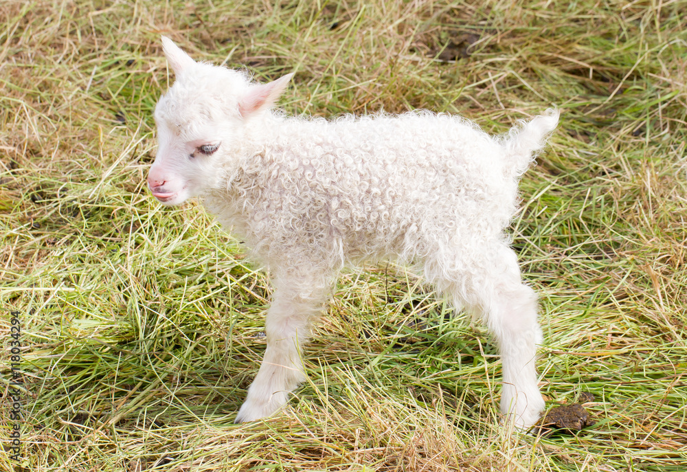 Little newborn lamb standing on the grass Little newborn lamb standing on the grass