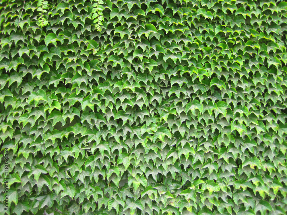 green leaves wall green leaves wall
