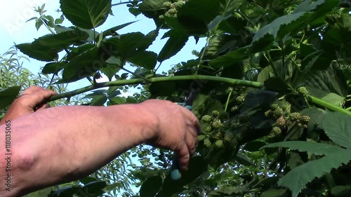 gardener trims blackberry bush