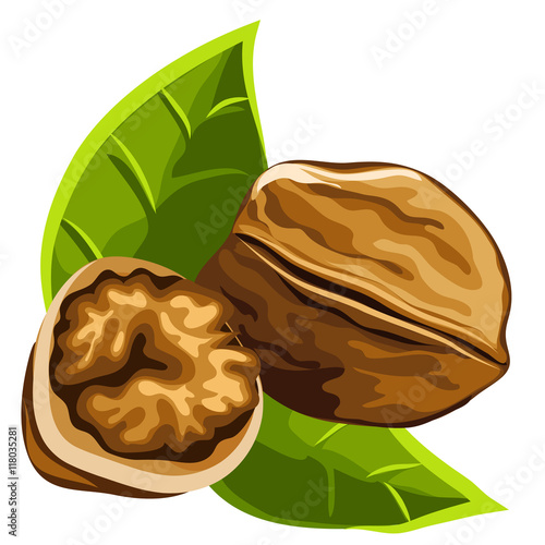 Solid brown strong delicious ripe walnut