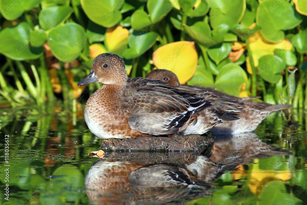 Anas penelope. Females wigeon sit on a board Anas penelope. Females wigeon sit on a board