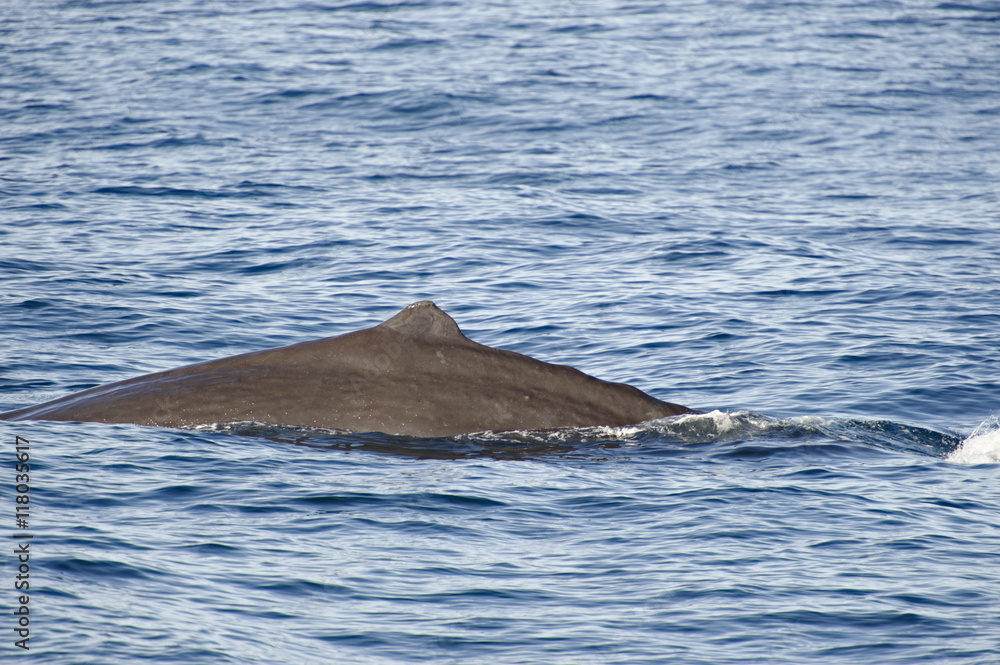Fototapeta premium Spermwhale diving