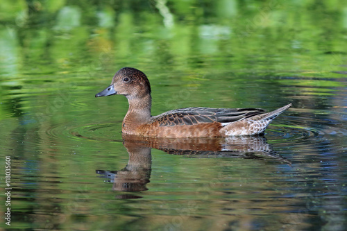  The duck wigeon is beautifully reflected in water