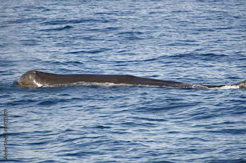Spermwhale, New Zealand