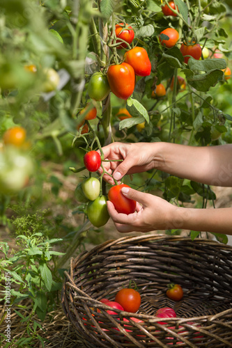 woman's hands harvesting fresh organic tomatoes in her garden on a sunny day. Farmer Picking Tomatoes. Vegetable Growing. Gardening concept