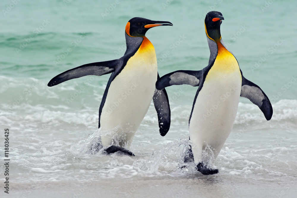 Obraz premium Pingwiny królewskie wypływające z błękitnej wody, Ocean Atlantycki na Falklandach. Ptak morski w środowisku naturalnym. Pingwiny w wodzie. Pingwiny w falach morza. Pingwin z czarno-żółtą głową.