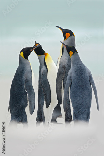 Group of king penguins in the sea  Volunteer Point  Falkland Islands. Group of king penguins in the snow. Group of king penguins in the nature habitat. Penguins with white sand beach  sea background