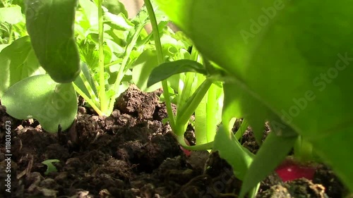 Harvest radishes on a farm