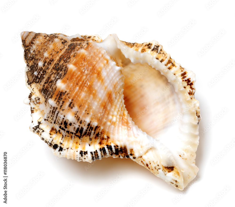 Shell of Tutufa bubo (frog snail) on white Shell of Tutufa bubo (frog snail) on white